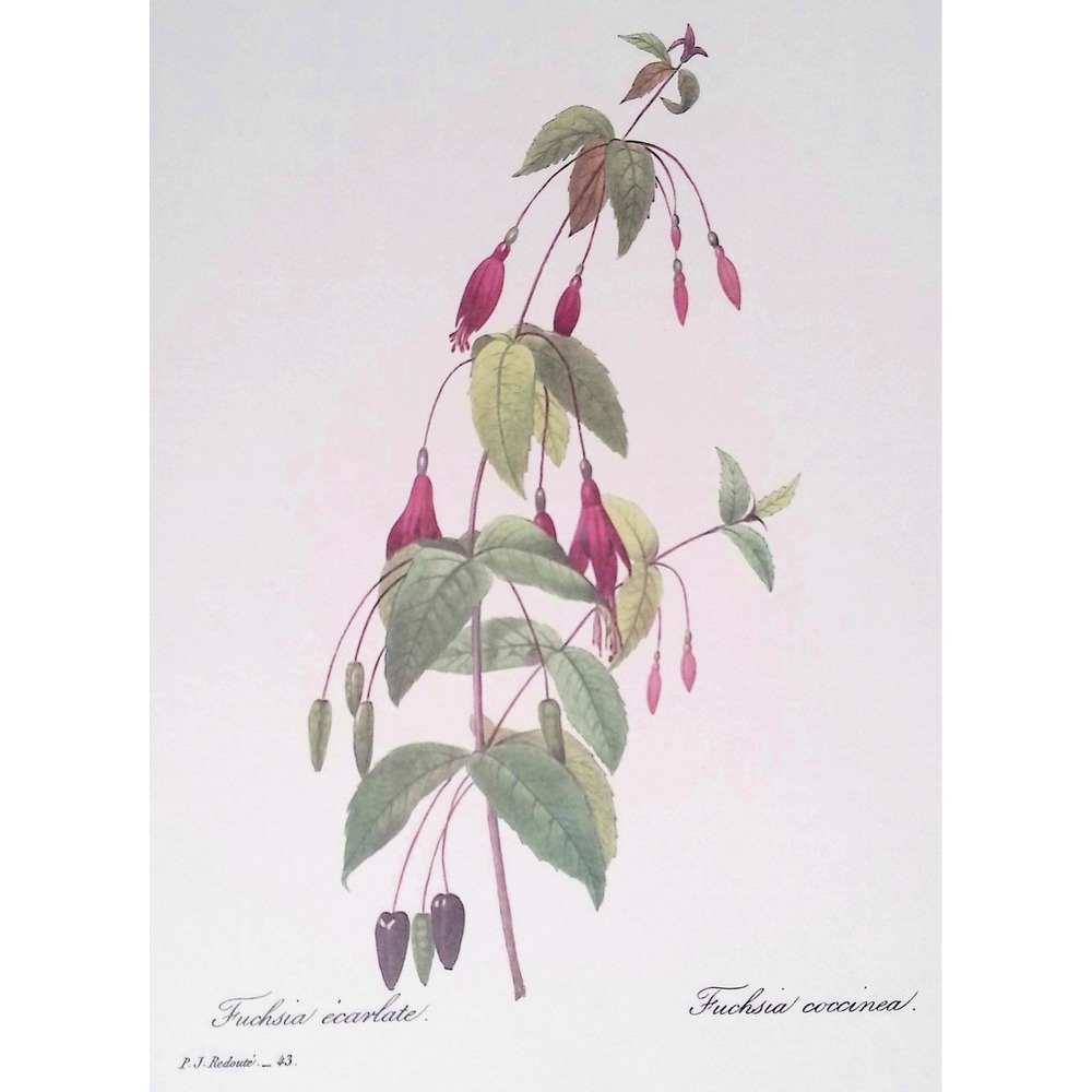 Redouté Scarlet Fuchsia Vtg Botanical Flower Print Cottage Wall Art Home Decor